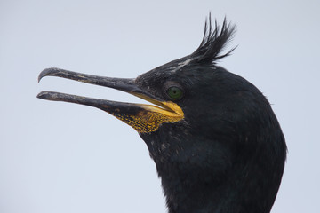 European Shag, adult, (Phalacrocorax aristotelis), portrait shot, Farne Islands, Northumbria, England, UK.