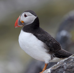 An adult Atlantic Puffin (Fratercula arctica) stood on a rock, Farne Islands, Northumbria, England, UK.