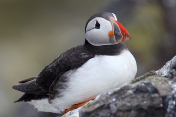 An adult Atlantic Puffin (Fratercula arctica) sat on a rock, Farne Islands, Northumbria, England, UK.
