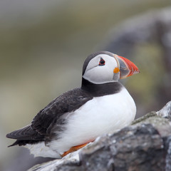 An adult Atlantic Puffin (Fratercula arctica) sat on a rock, Farne Islands, Northumbria, England, UK.