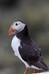 An adult Atlantic Puffin (Fratercula arctica) stood on a rock, Farne Islands, Northumbria, England, UK.