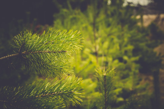 Fototapeta Green Spruce Tree Branches Retro
