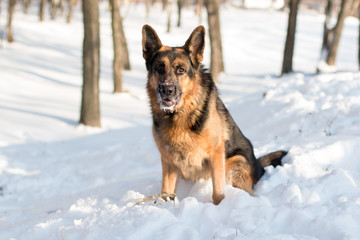Dog german shepherd in a winter day