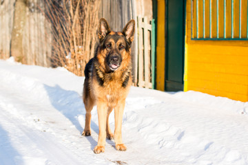 Dog german shepherd in a village in a winter