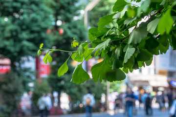 Akihabara - 秋葉原　イチョウと歩行者天国１