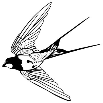 black and white swallow in flight clip art preview