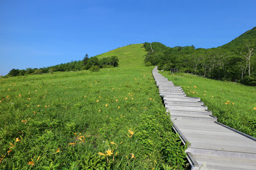 日光霧降高原　ニッコウキスゲと天空回廊
