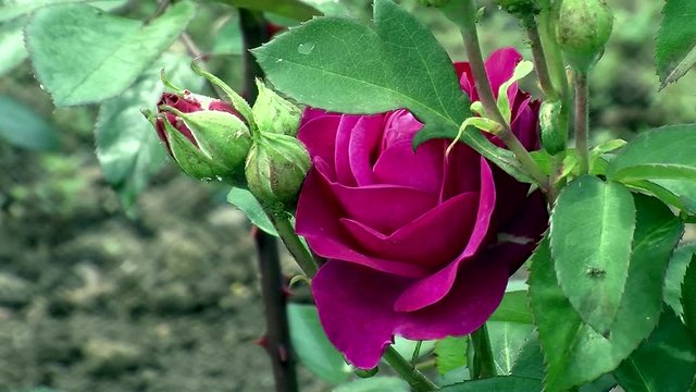 Rosenknospen und eine offene Bl&uuml;te der Rose "Heidi Klum"