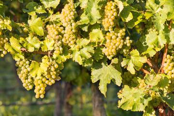ripe white Riesling grapes on vine in vineyard