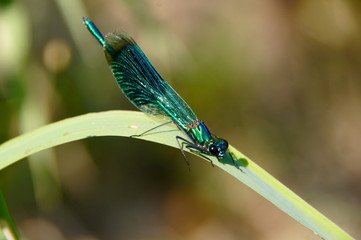 Libéllule verte