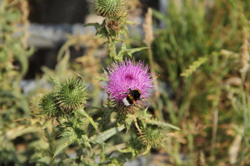 Hummel auf einer Distel