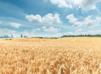 Ripe wheat field and blue sky with clouds © ABCDstock