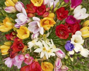 colorful freesia flowers bunch top view, natural background