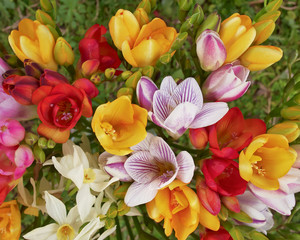 colorful freesia flowers bunch top view, natural background