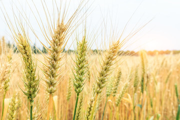 Ripe wheat field and blue sky with clouds