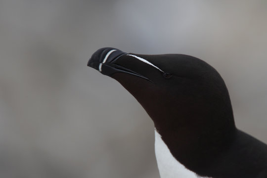 Razorbill (Alca torda), adult, portrait, Farne Islands, Northumbria, England, UK.