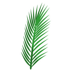 Leaves palm plant icon vector illustration graphic design