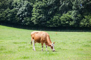 Obraz premium Cow on the alpine green grass summer meadow