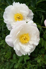 Large peony buds with delicate silky petals with drops of transparent pure dew for background, design and advertising