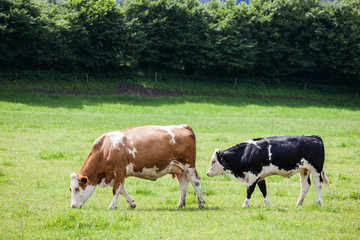 Fototapeta na wymiar Cow on the alpine green grass summer meadow