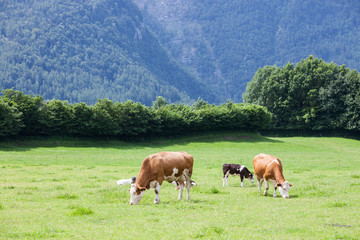 Naklejka na ściany i meble Cow on the alpine green grass summer meadow