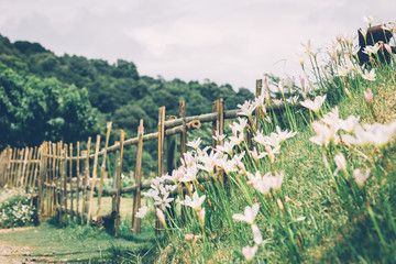 Fototapeta na wymiar flowers field, flowers background. bright and soft focus process 