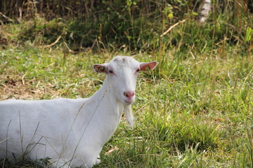 Obraz premium Schafbock mit Herde