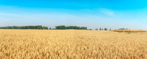 Panoramic view of a golden wheat field © ABCDstock