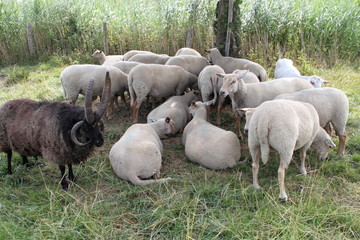 Schafbock mit Herde