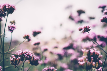 flowers field, flowers background. bright and soft focus process
