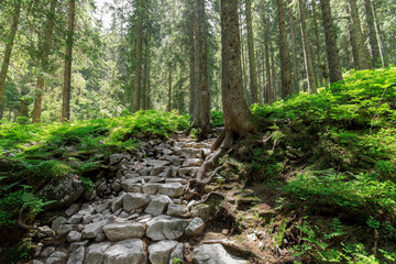 path in Tatry mountains