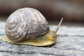 Garden snail on an old log. Selective focus