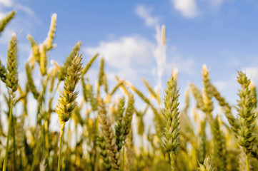 Golden wheat field and sunny day 