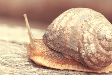 Garden snail on an old log. Selective focus