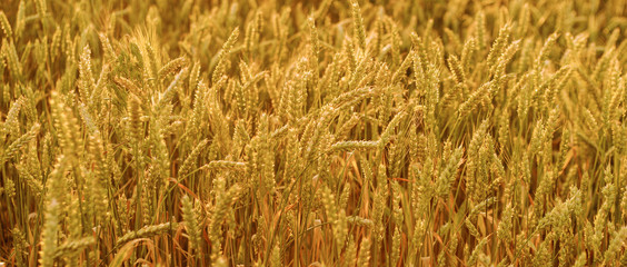 Golden wheat field and sunny day 