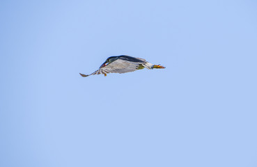 bird