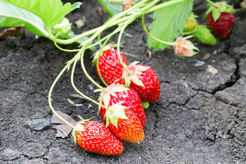 Fresh strawberry on a bush in the summer garden