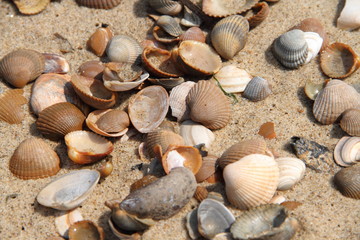 Muscheln an deer Nordsee