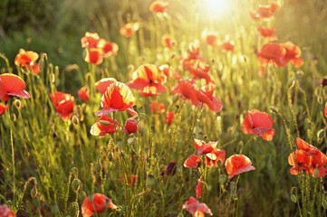 Beautiful summer poppy flowers with red petals. Blooming plants at sunset. Poppy field