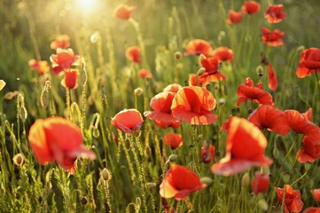 Fototapeta premium Beautiful summer poppy flowers with red petals. Blooming plants at sunset. Poppy field