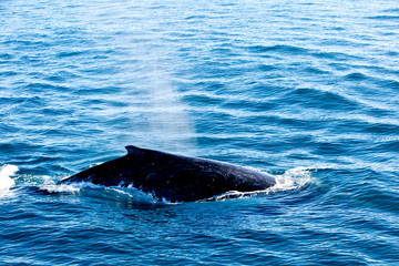 Humpback Whale surfacing and spraying water through blowhole