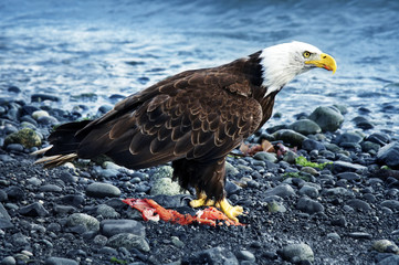 Adler
