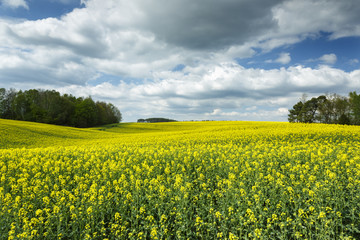 Fototapeta premium Rape Field ./ Pomerania, Poland 