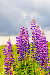 Summer green field with lupine flowers