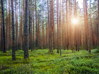 Plants and trees background