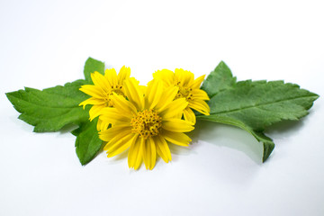 Closeup Singapore daisy flower with white background