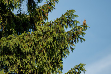 Common Kestrel hunting little mouse, Falco tinnunculus, little birds of prey, green grassland near european forest, Czech Republic.