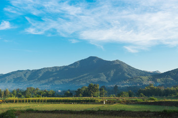 Fototapeta na wymiar green rice fields with mountain and beautiful blue sky on background