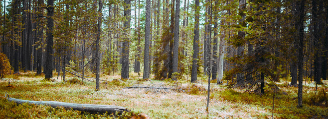 Wild trees in forest