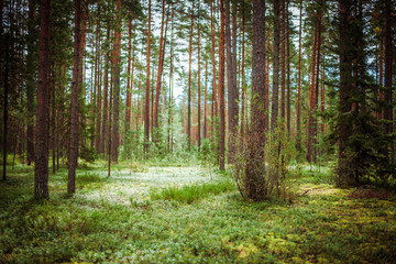 Ecology background outdoor landscape
